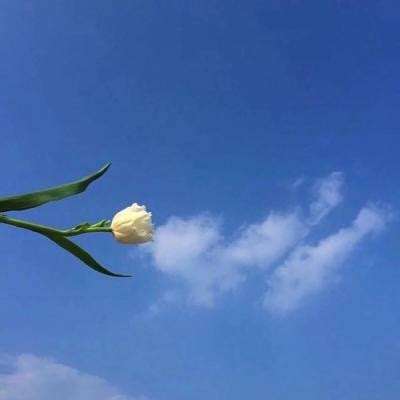 口袋大师九游版下载